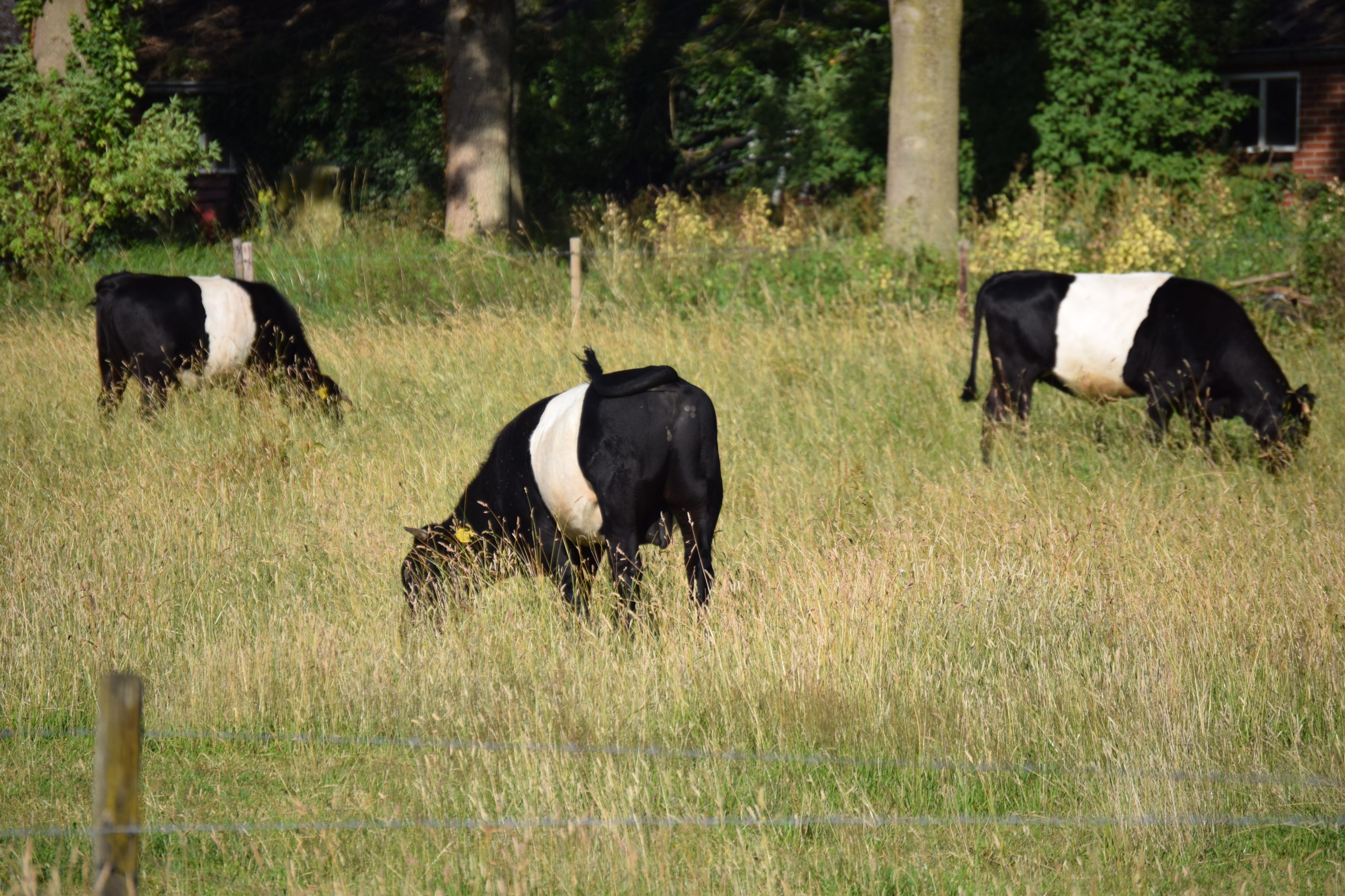 Lakenvelders op Boerderij Klein Graffel